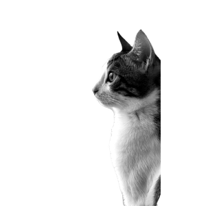Related cat image: A Black And White Portrait Of A Curious Tabby Cat Looking Out A Window, Showcasing Its Profile And Whiskers. 15945